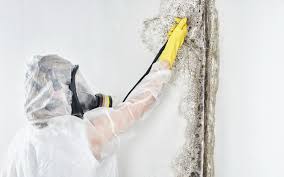 Best Environmental Consulting for Mold Prevention  in Grandyle Village, NY